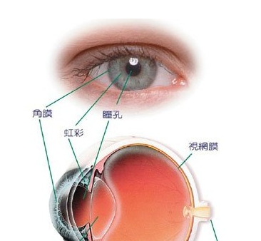 眼睛巩膜图片图片