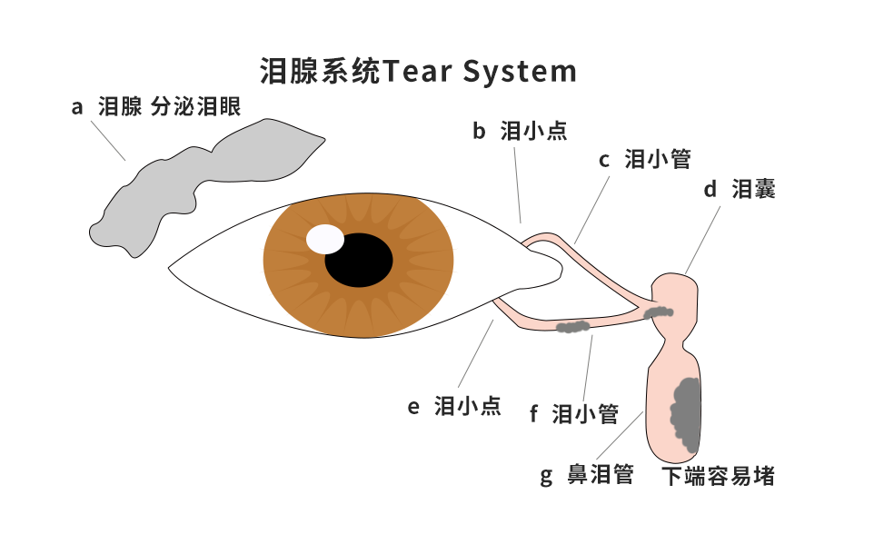 泪腺系统